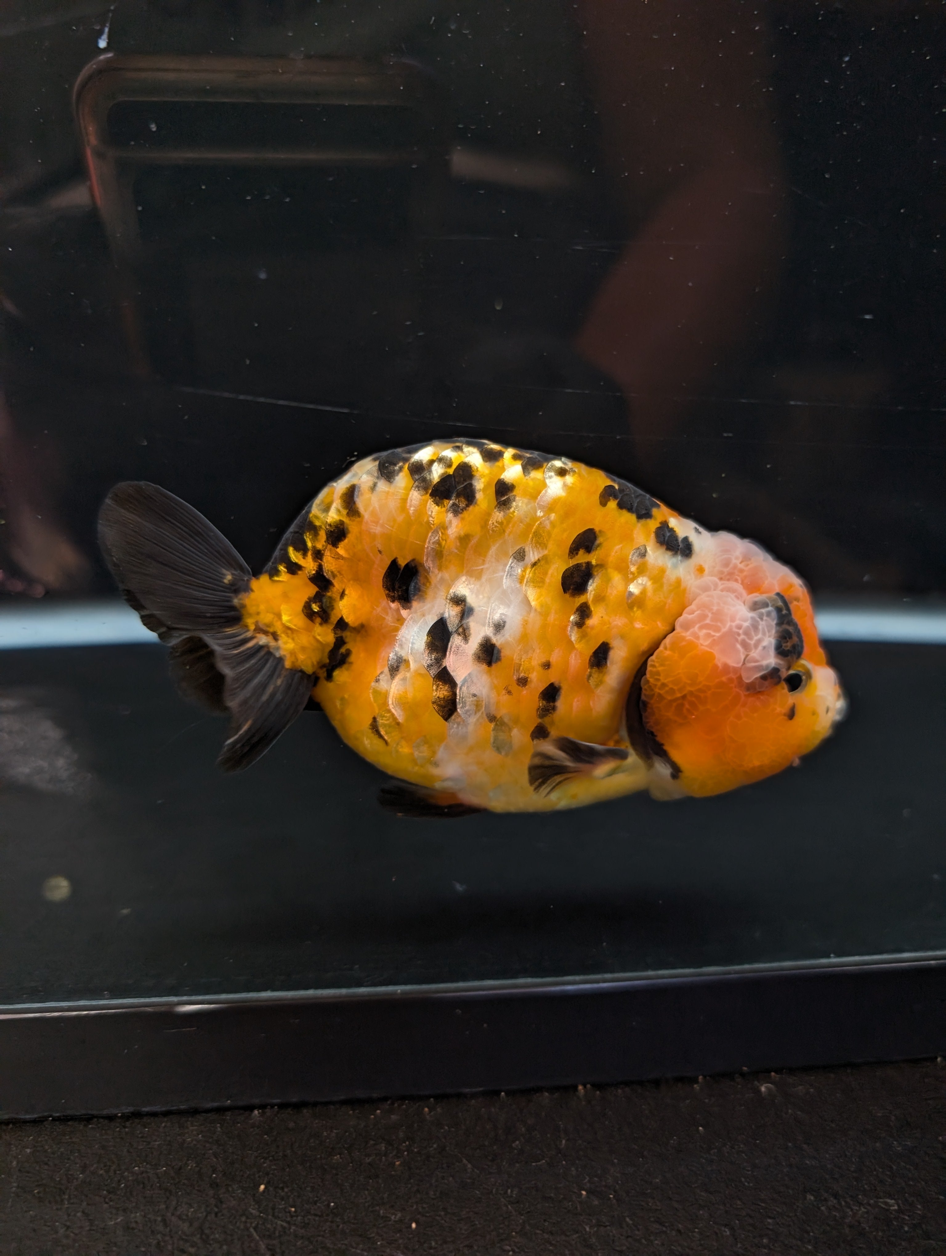 Jumbo Ranchu Calico 4.5"-5" in. ID#821R8A-033