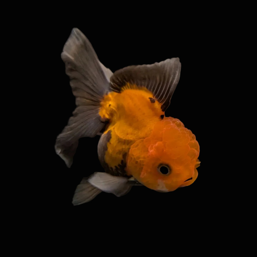 Juvenile Oranda Red Black 3.5"-4" in.  ID#327T13b-031
