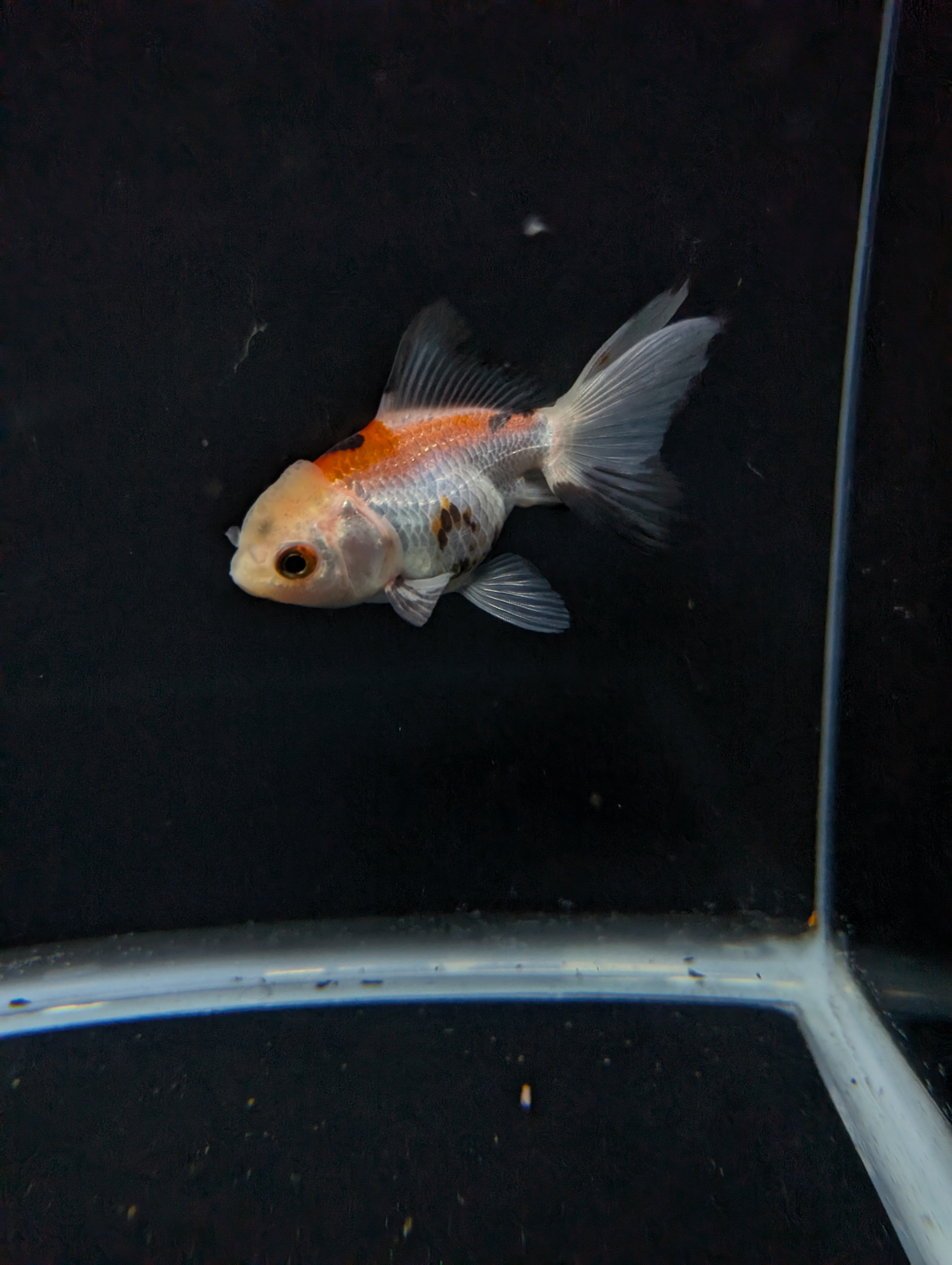 Juvenile Oranda  Tricolor 3"-3.5"in.  ID#619T1A-015