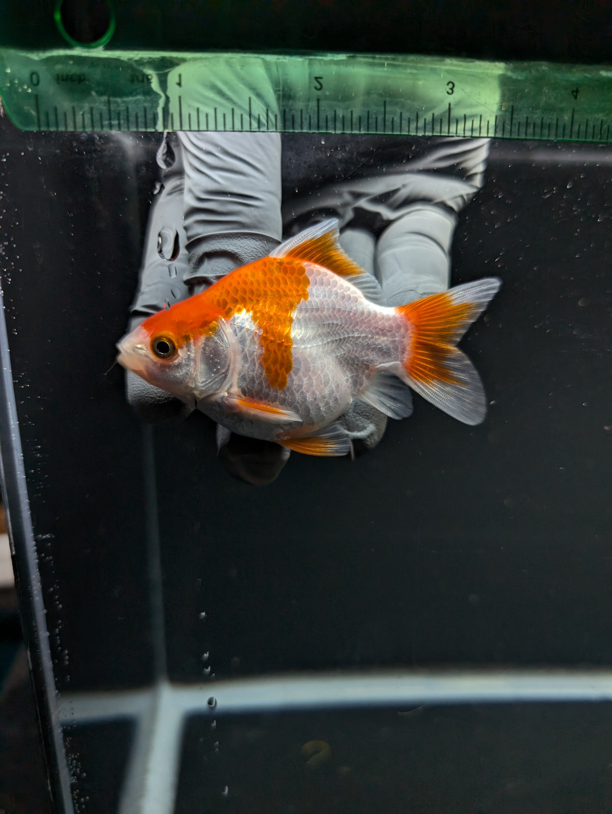 Tamasaba Red White 3"-3.5" in. ID#1009TM1B-013