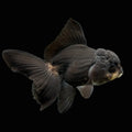 Thai Juvenile Oranda Panda Black 3"-3.5" in.  ID#724T1A-030