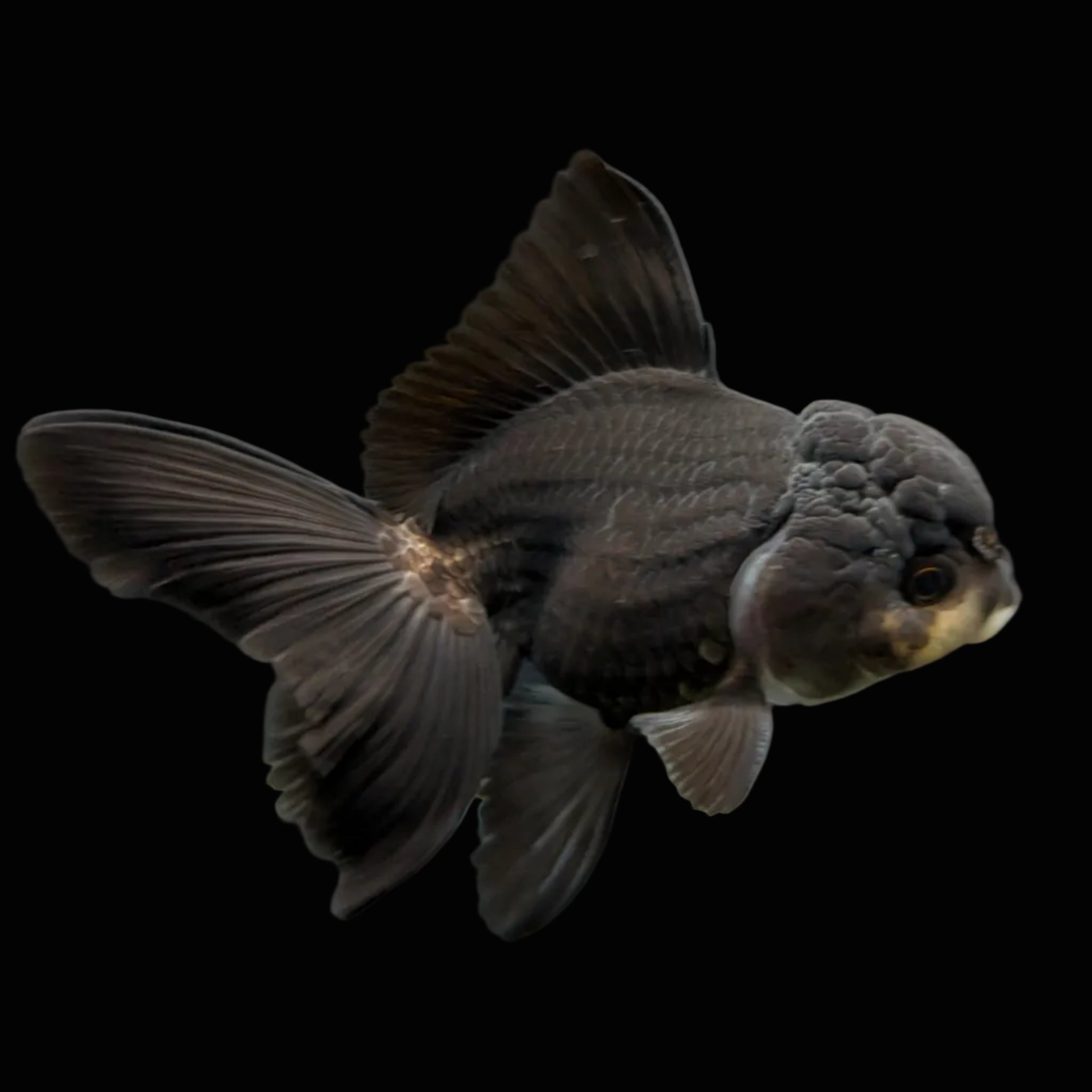 Thai Juvenile Oranda Panda Black 3"-3.5" in.  ID#724T1A-030