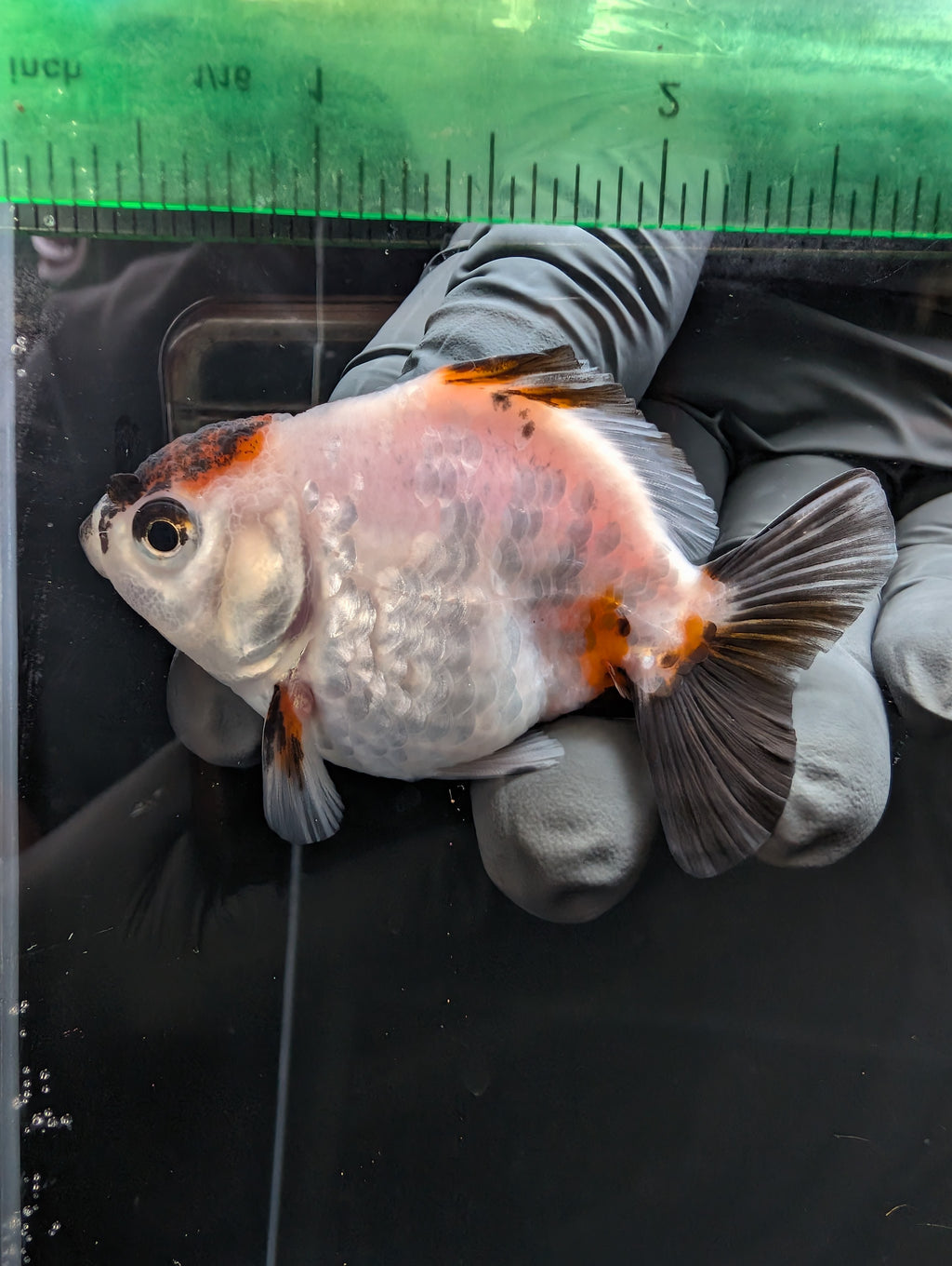 Baby Thai Shogun Oranda Tiger Panda 2"-2.5" in. ID#1023BSG11A-031