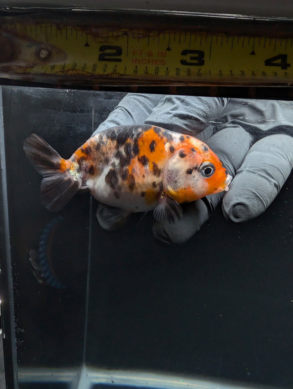 Ranchu Calico 3"-3.5" in. ID#605R4A-077