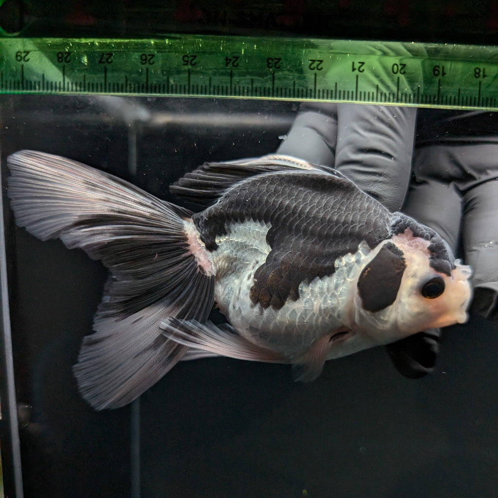 Thai Oranda Panda  4.5"-5"  ID#718T5B-001