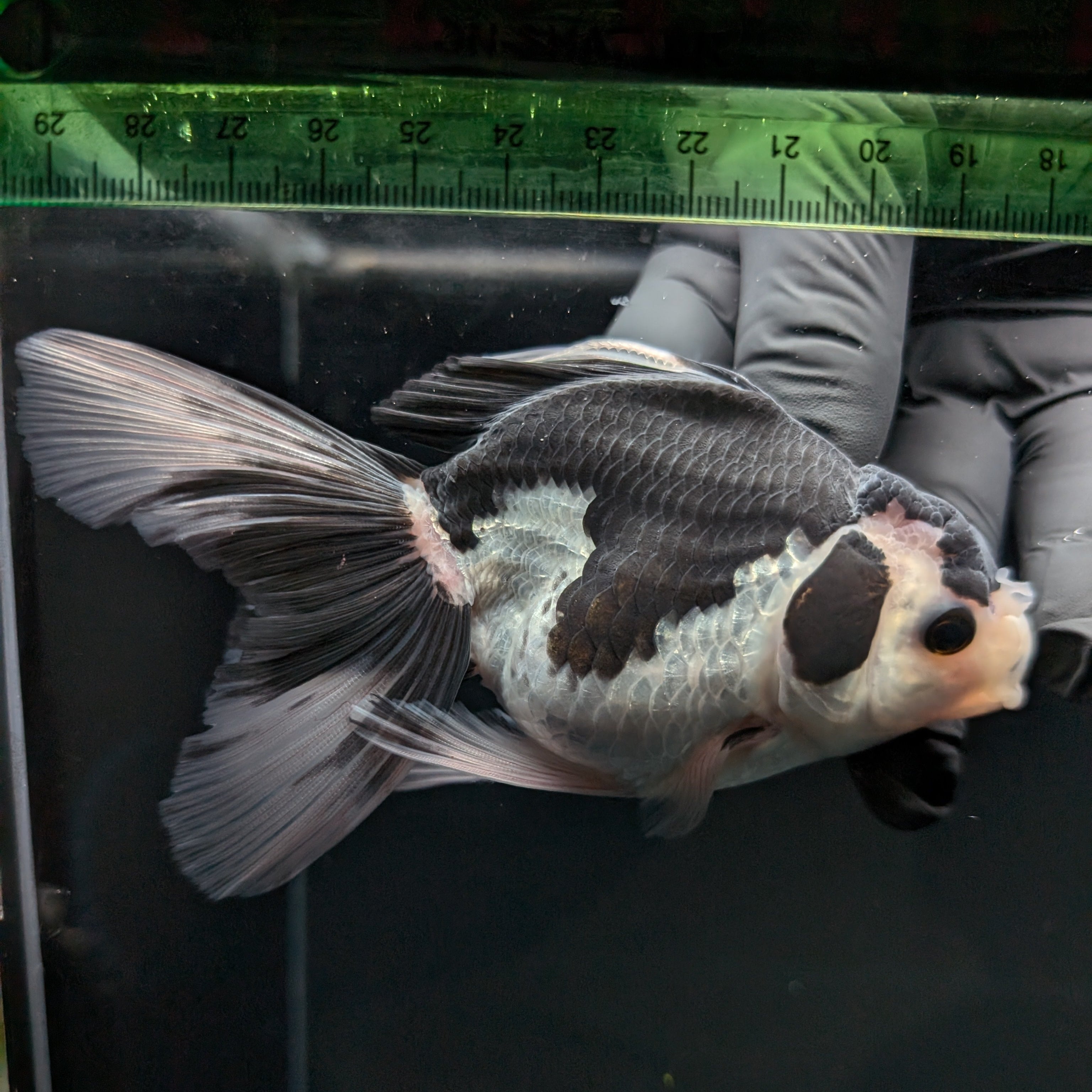 Thai Oranda Panda  4.5"-5"  ID#718T5B-001