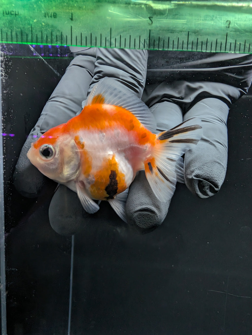 Baby Thai Shogun Oranda Tricolor 2"-2.5" in. ID#1016BSG11A-010