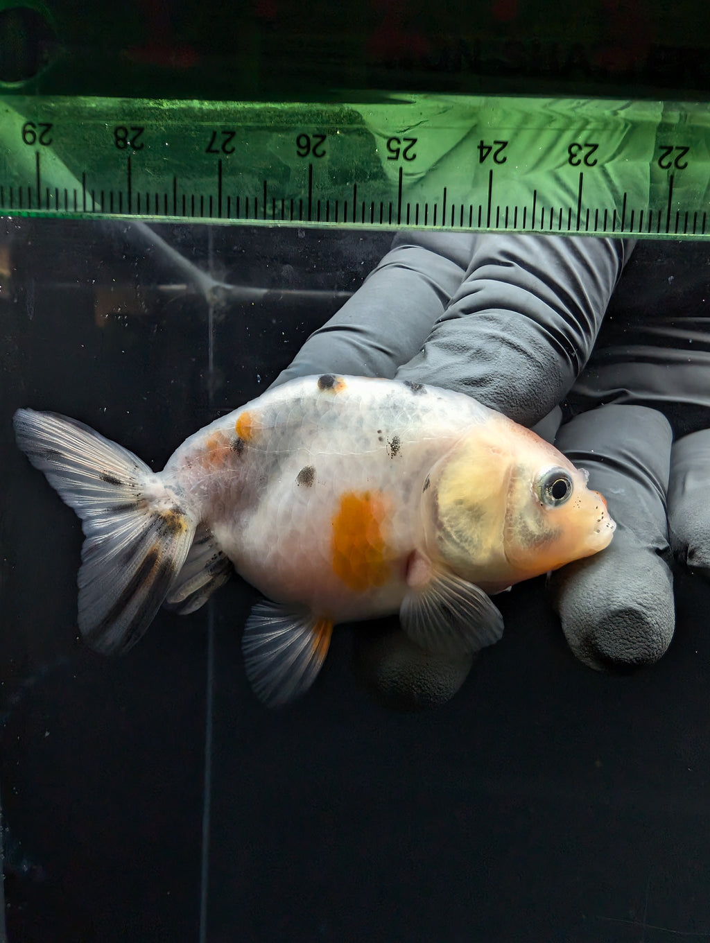 Ranchu Calico 2.5"-3" in. ID#717R4A-007