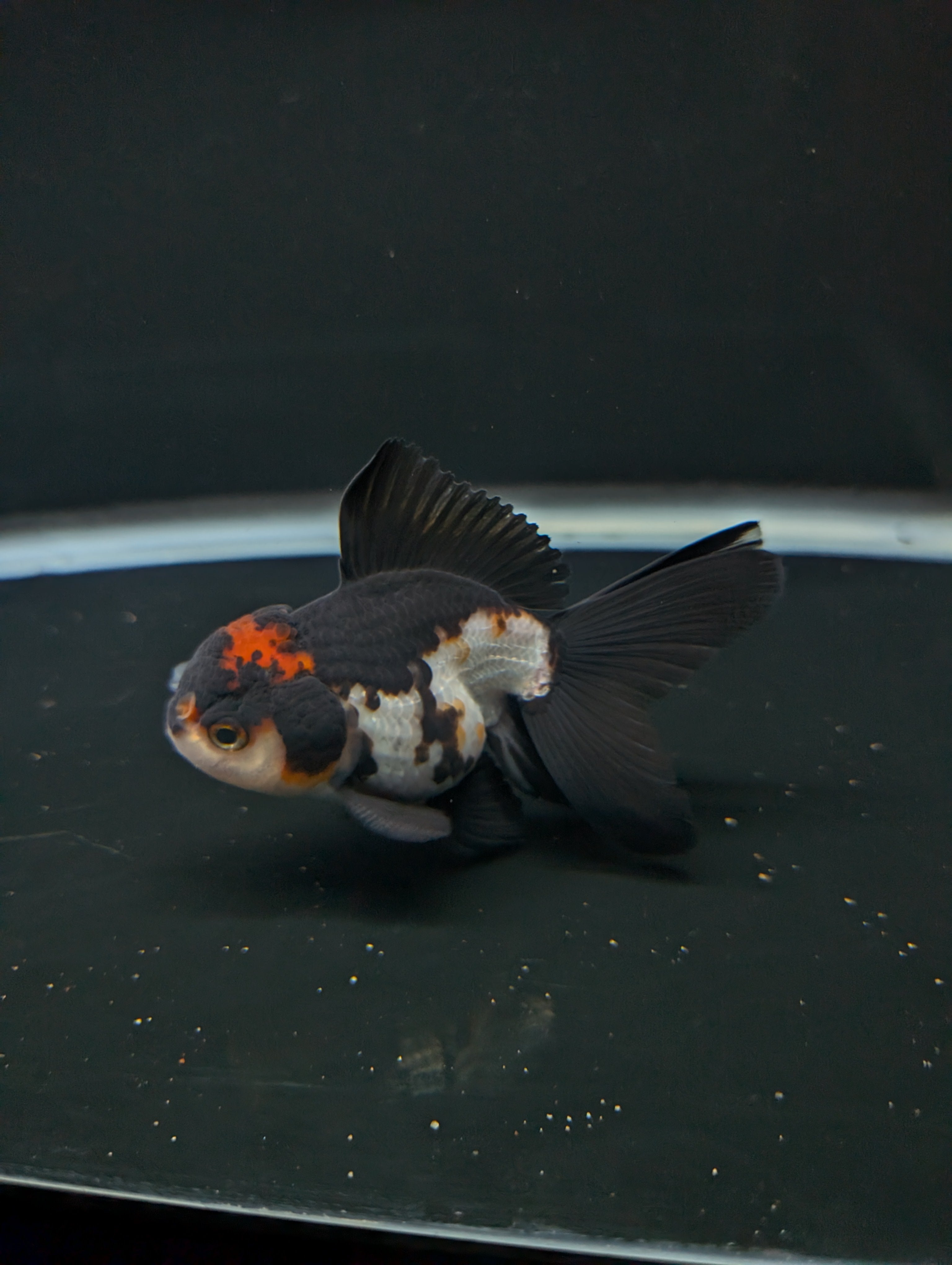 Thai Juvenile Oranda Tricolor 3"-3.5" in.  ID#717T1A-001