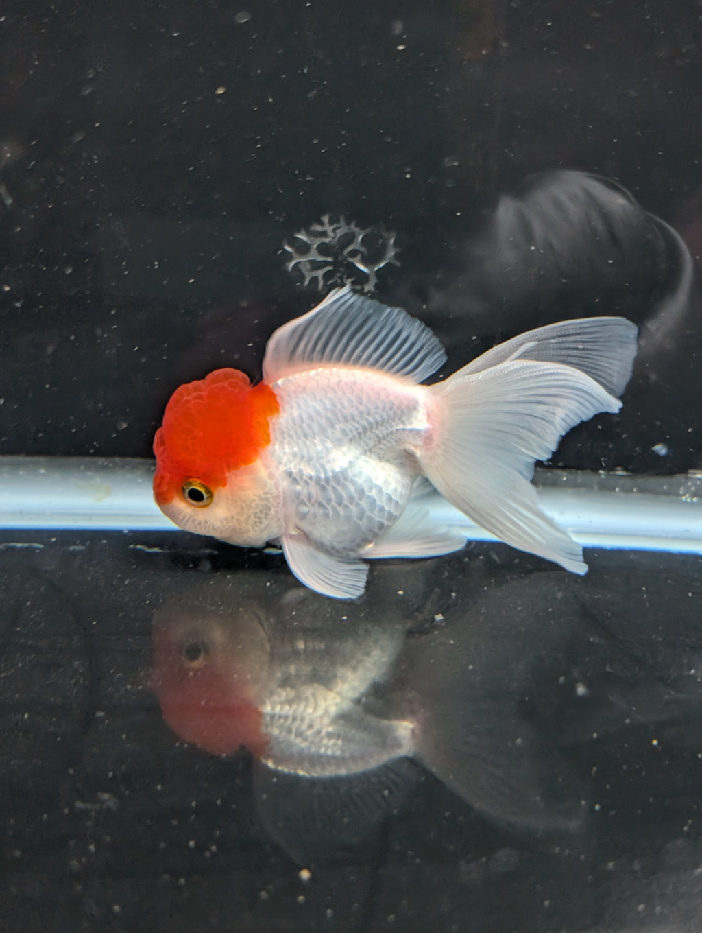 TOAD *Boss 415  Juvenile Oranda Red Cap 3.5"-4" in.  ID#410T8A-020