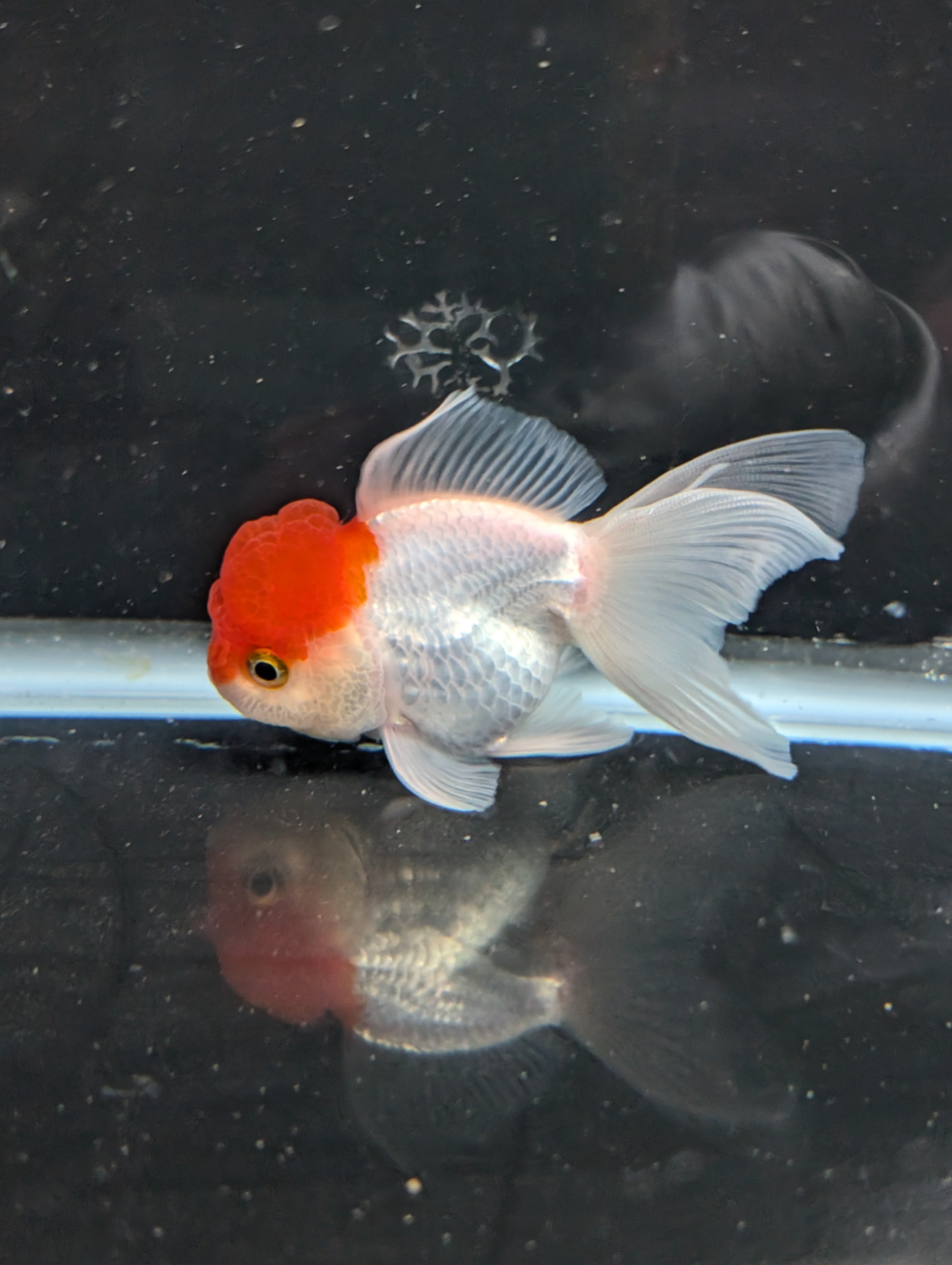 TOAD *Boss 415  Juvenile Oranda Red Cap 3.5"-4" in.  ID#410T8A-020