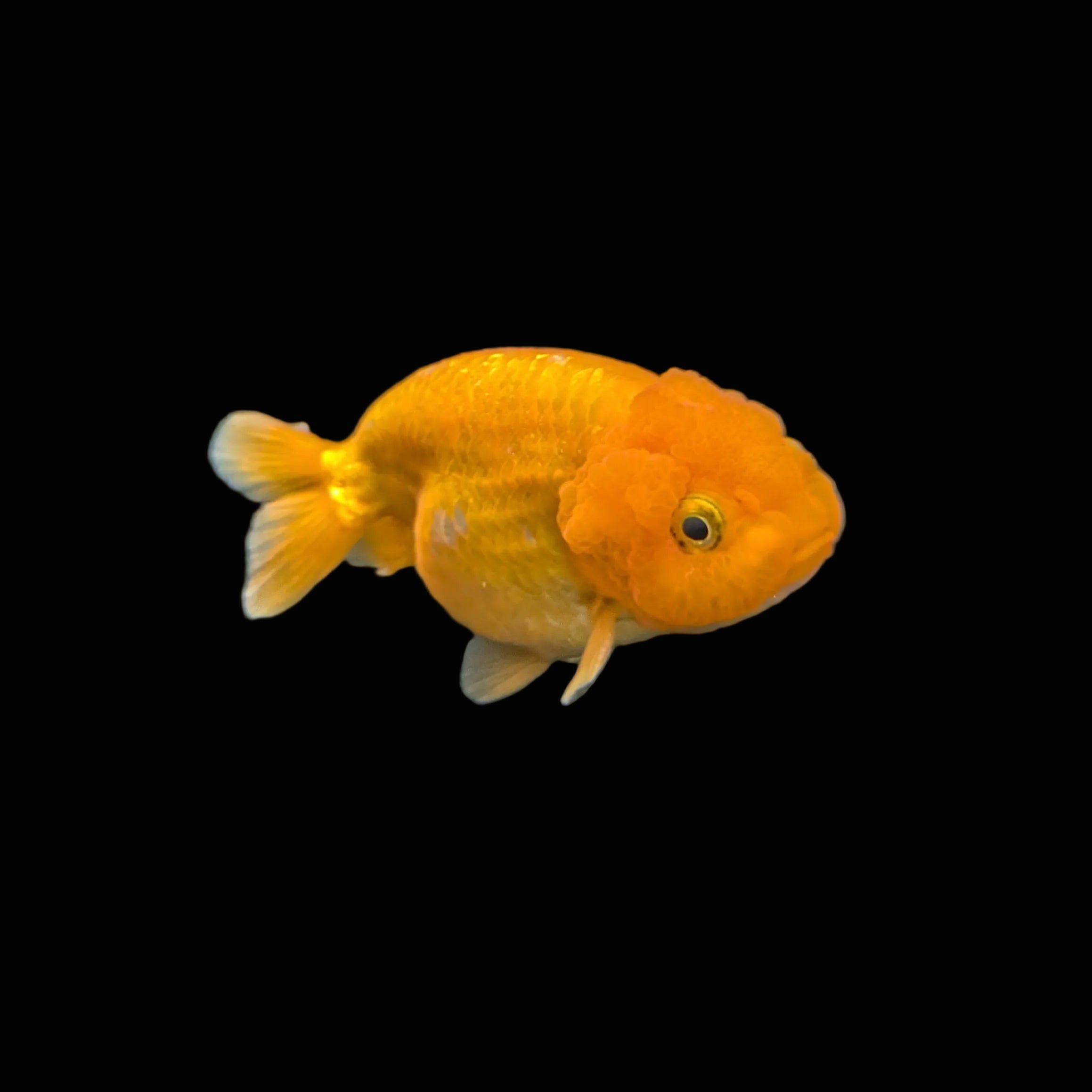 Ranchu Red White 3"-3.5" in. ID#3201A-002