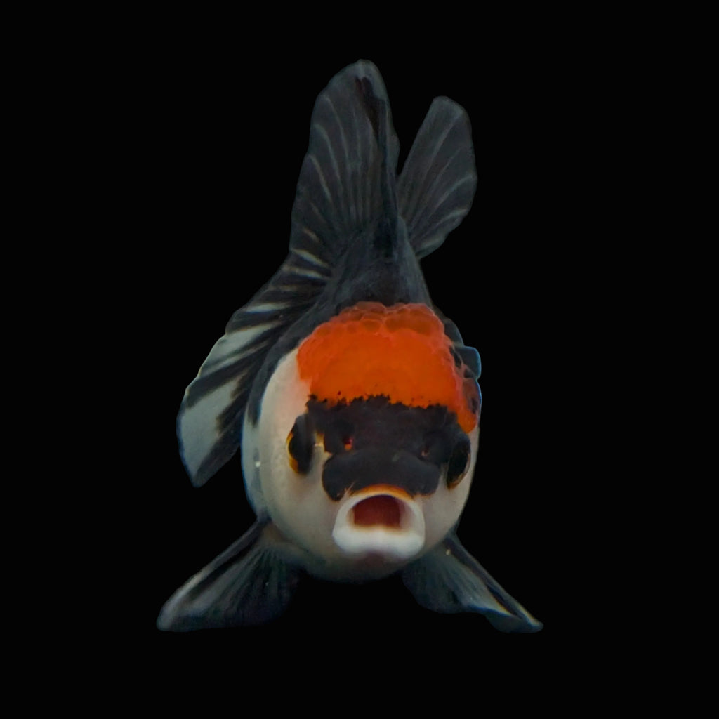 Juvenile Oranda Tricolor 3.5"-4" in.  ID#403T8A-012