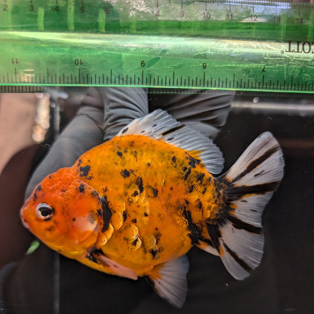 Jumbo Oranda Yuan Bao Calico   4"-4.5"in. ID#807SB13A-001