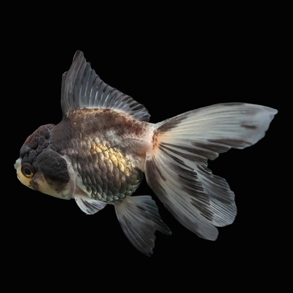 Thai Juvenile Oranda Tricolor 3"-3.5" in.  ID#724T1A-022