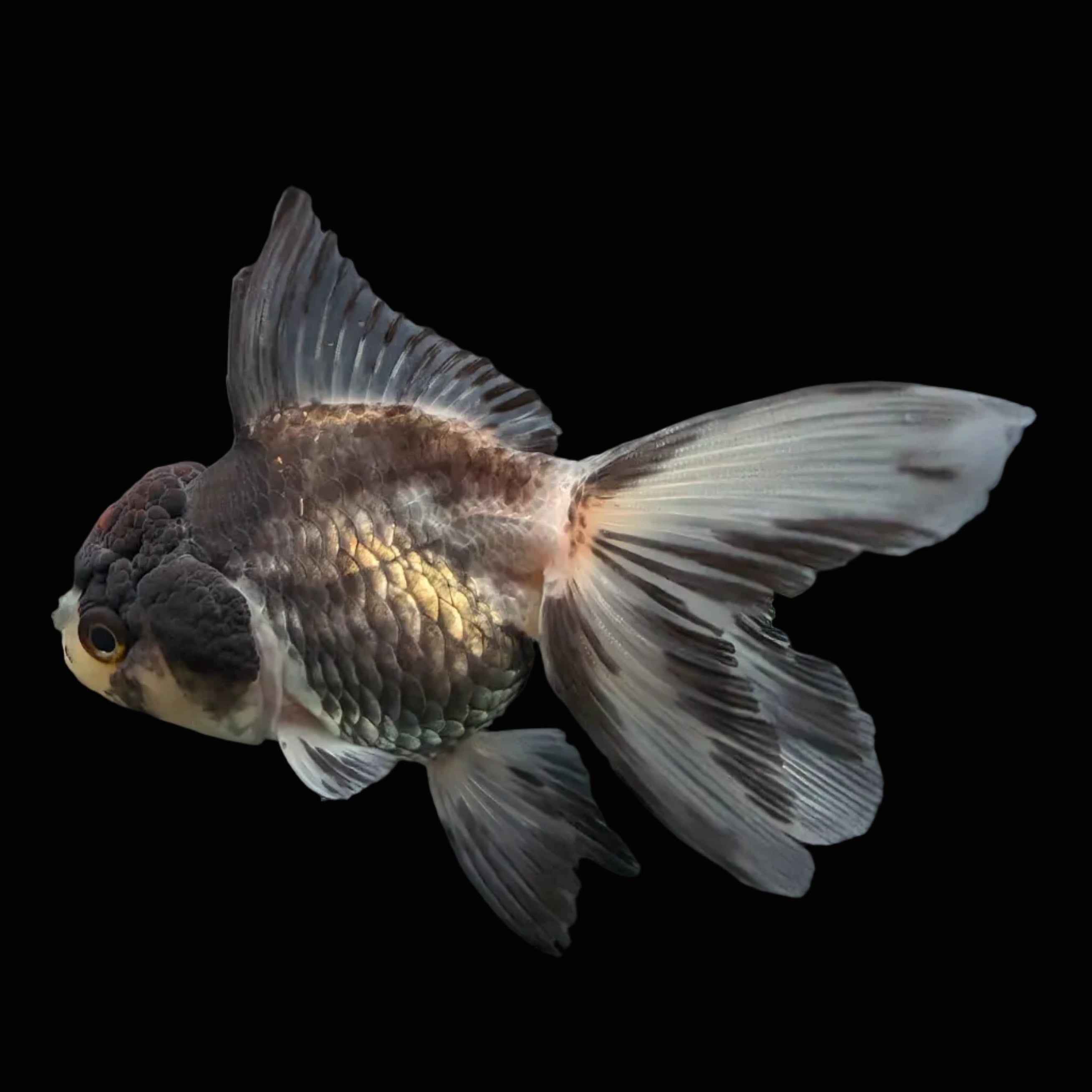 Thai Juvenile Oranda Tricolor 3"-3.5" in.  ID#724T1A-022
