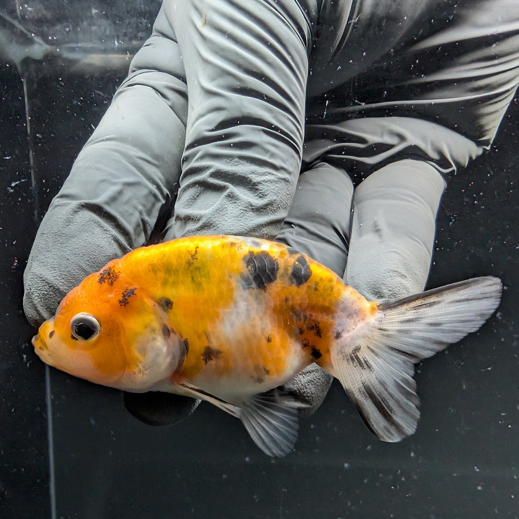 Ranchu Calico 2.5"-3" in. ID#724R4A-035