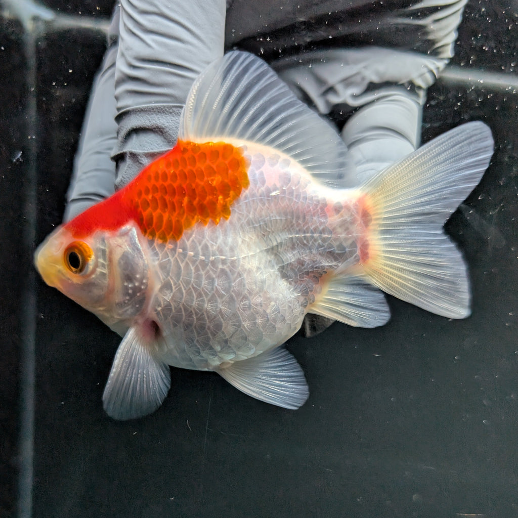 Tamasaba Red White 3"-3.5" in. ID#1009TM1B-007