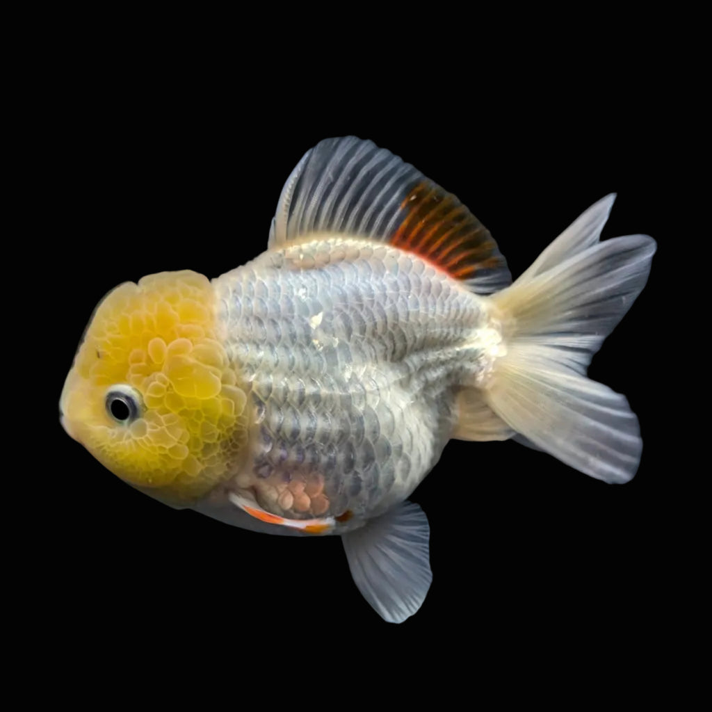 Jumbo Oranda Yuan Bao / Shogun Lemon Head Red White   4.5"-5"in. ID#1016YB13A-011