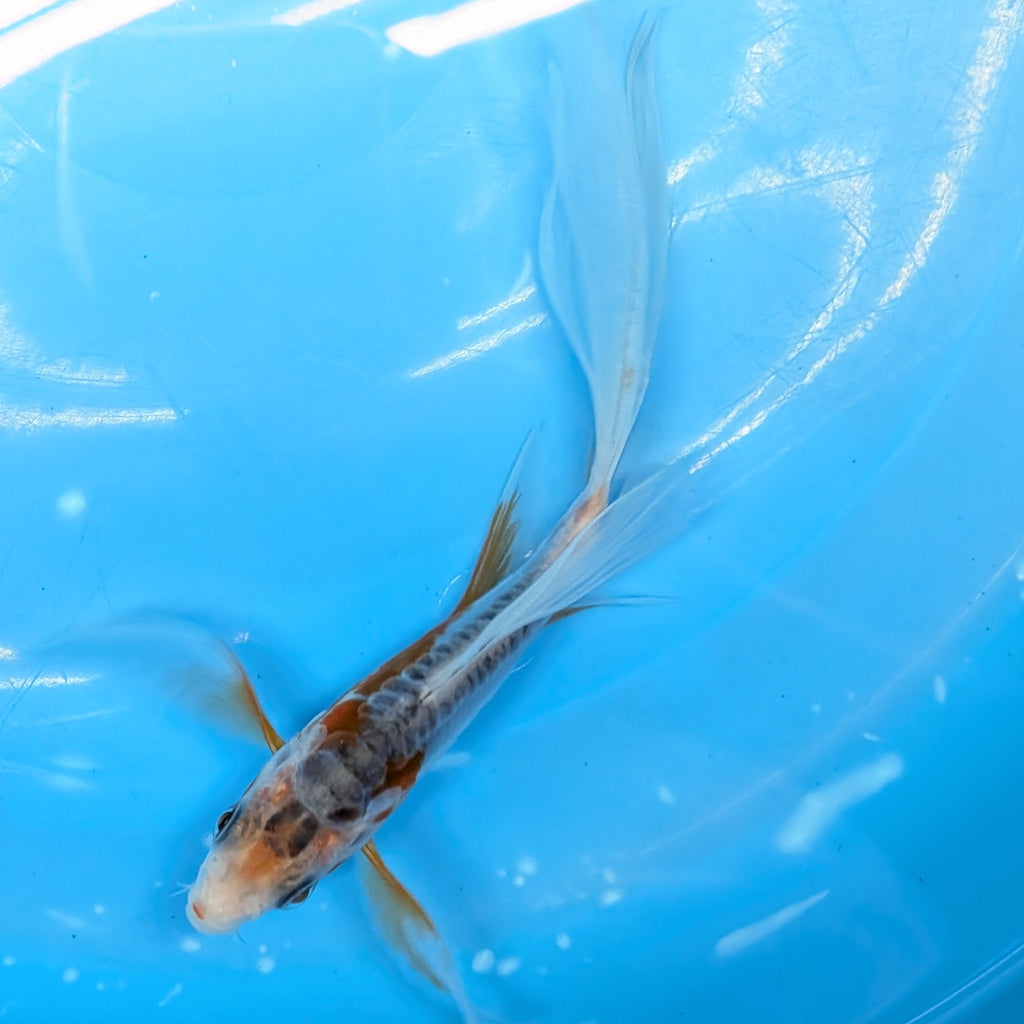 Shusui Butterfly Koi  5"-6" in. ID#727BFK-004