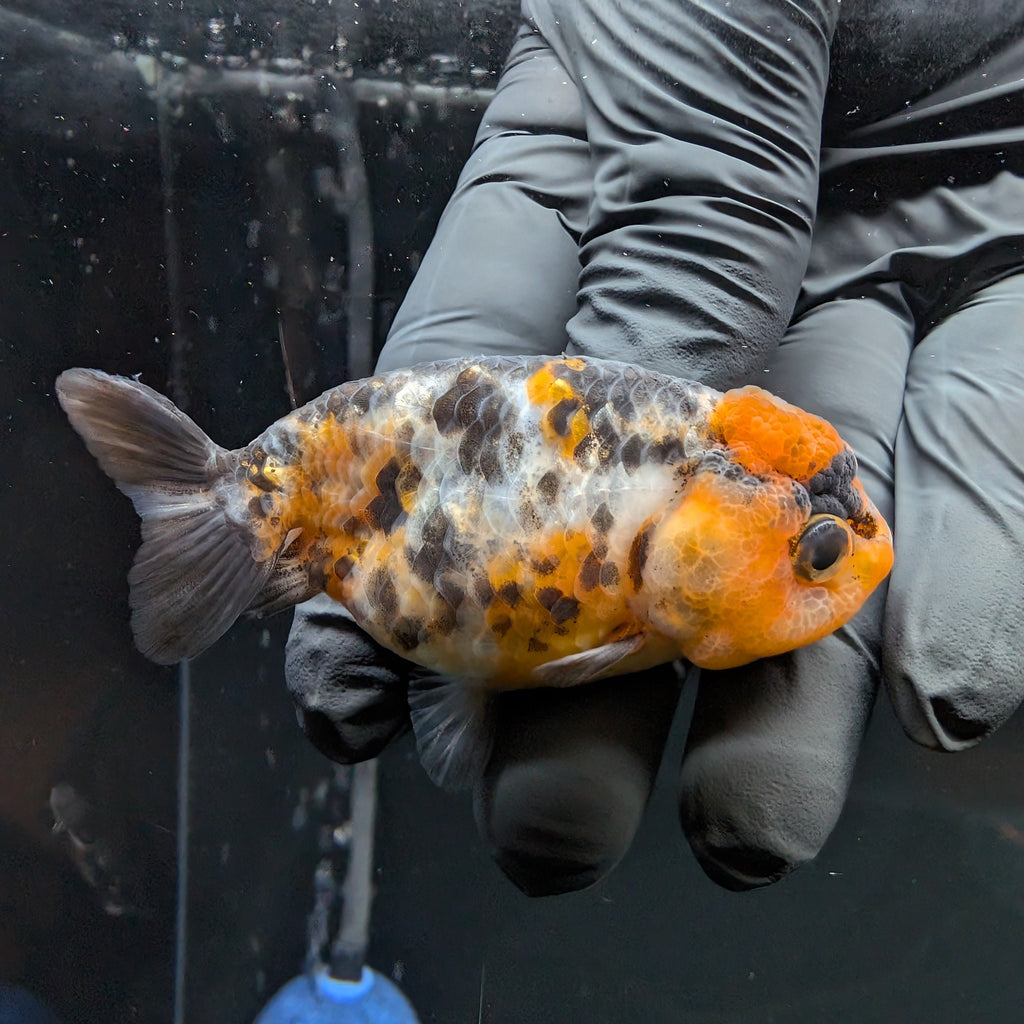 Ranchu Calico 3"-3.5" in. ID#515R4A-013