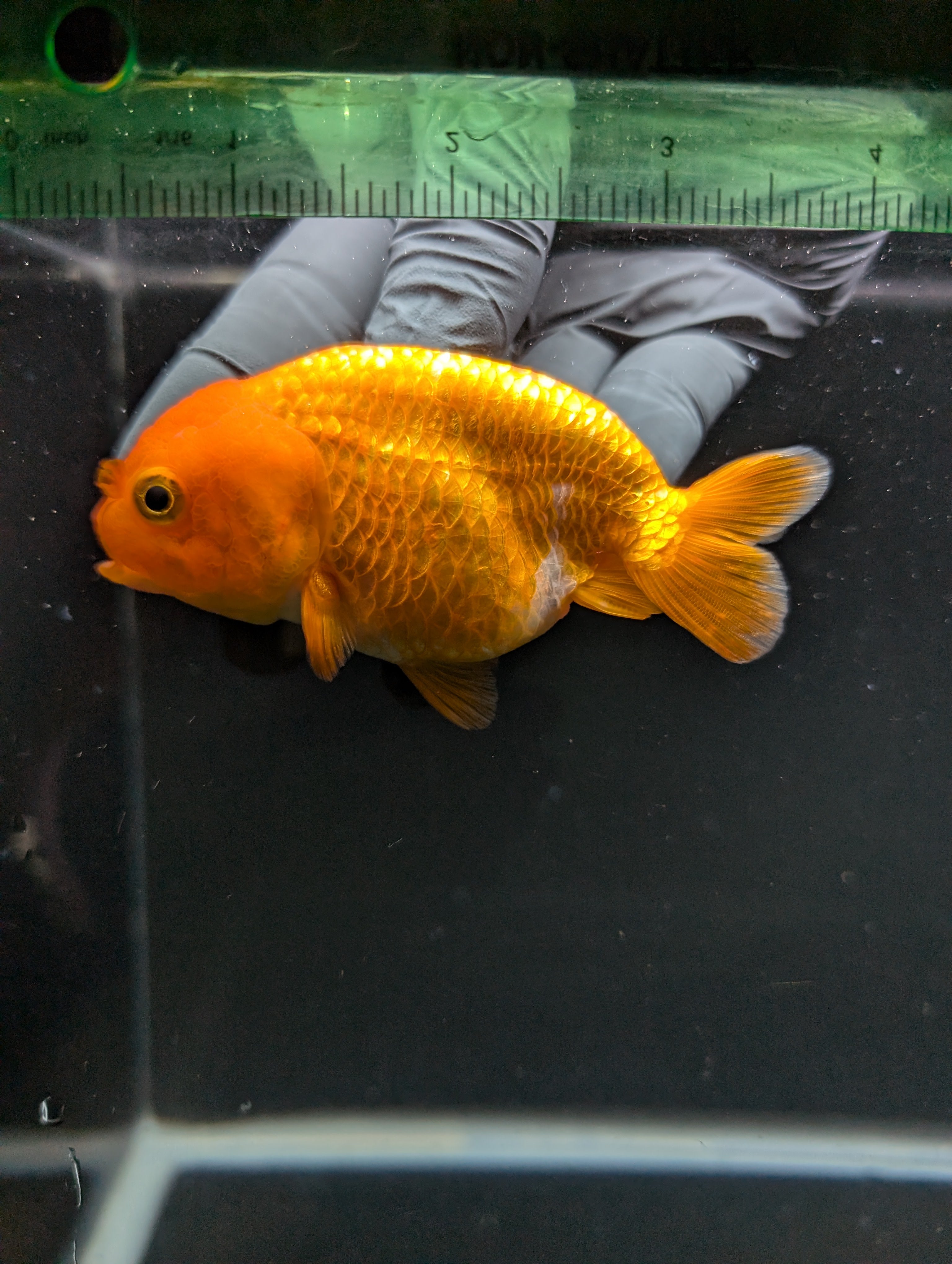 Ranchu Red White 3.5"-4"in. ID#828R4A-024