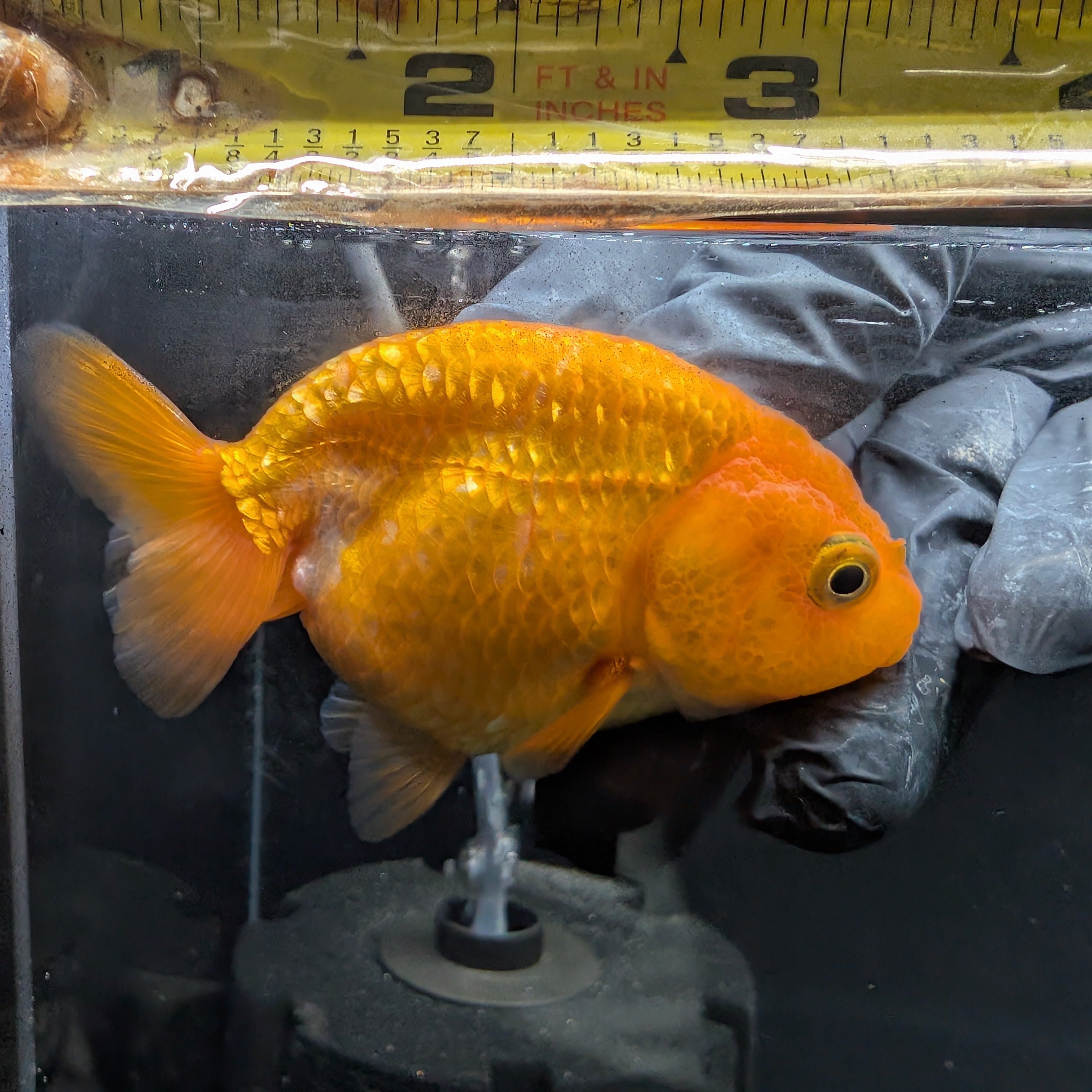 Ranchu Red White 3"-3.5" in. ID#424R13A-011