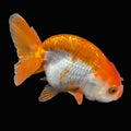 Ranchu Red White 3.5"-4"in. ID#821R4A-054