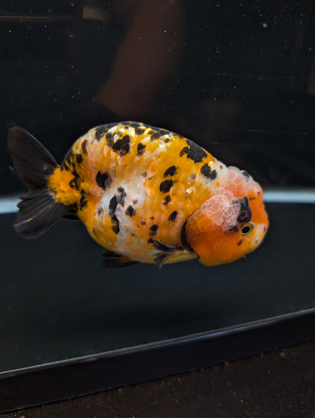 Jumbo Ranchu Calico 4.5"-5" in. ID#821R8A-033