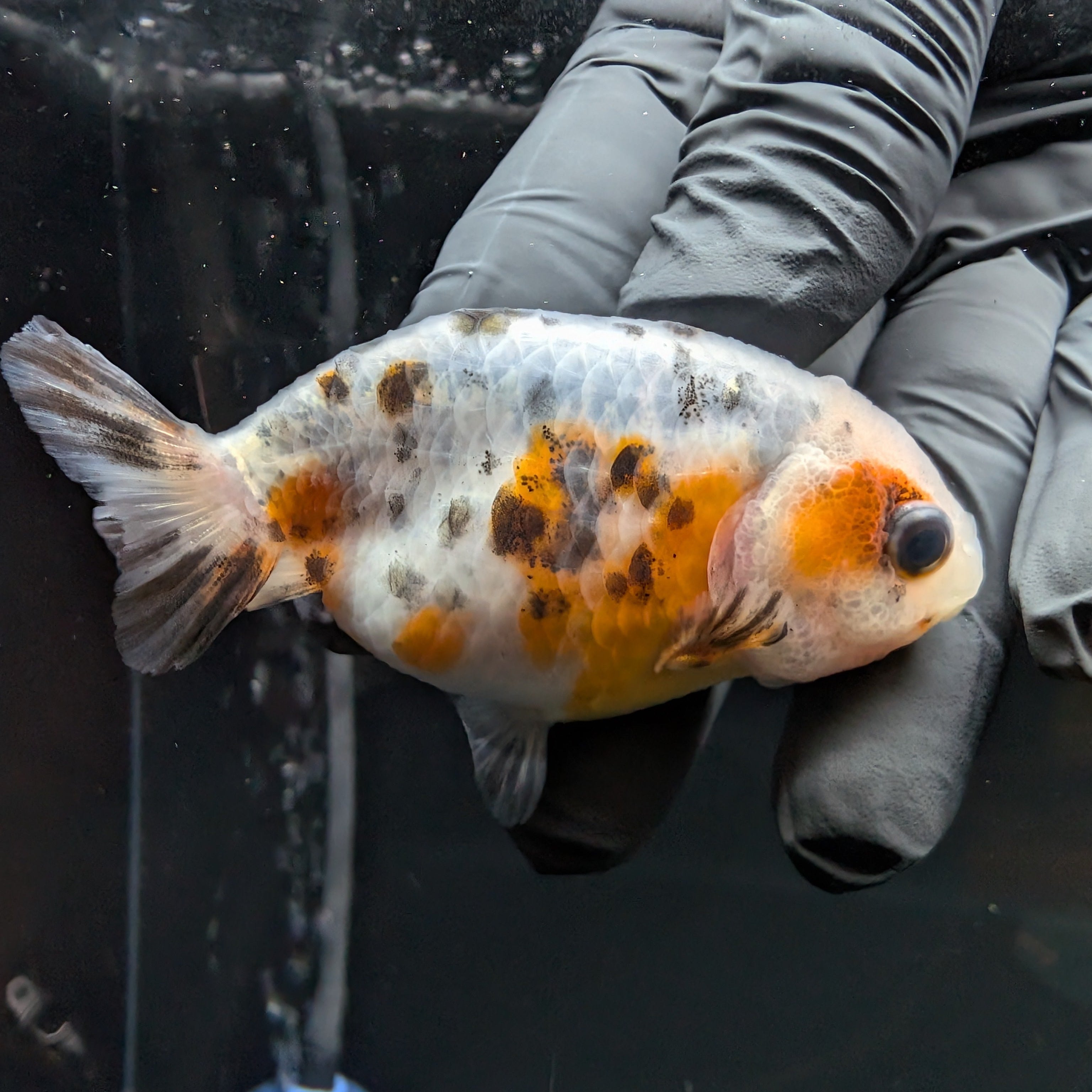 Ranchu Calico 3"-3.5" in. ID#515R4A-016