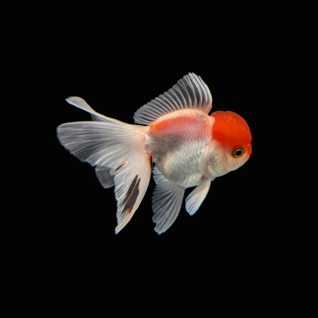 Juvenile Oranda Red Cap 3.5"-4" in.  ID#320T13b-015