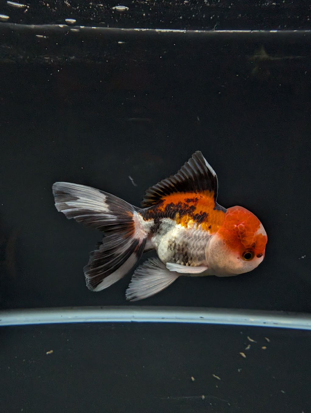 BOWSER *Boss 501 Juvenile Oranda Tricolor 3.5"-4" in.  ID#501T2A-009