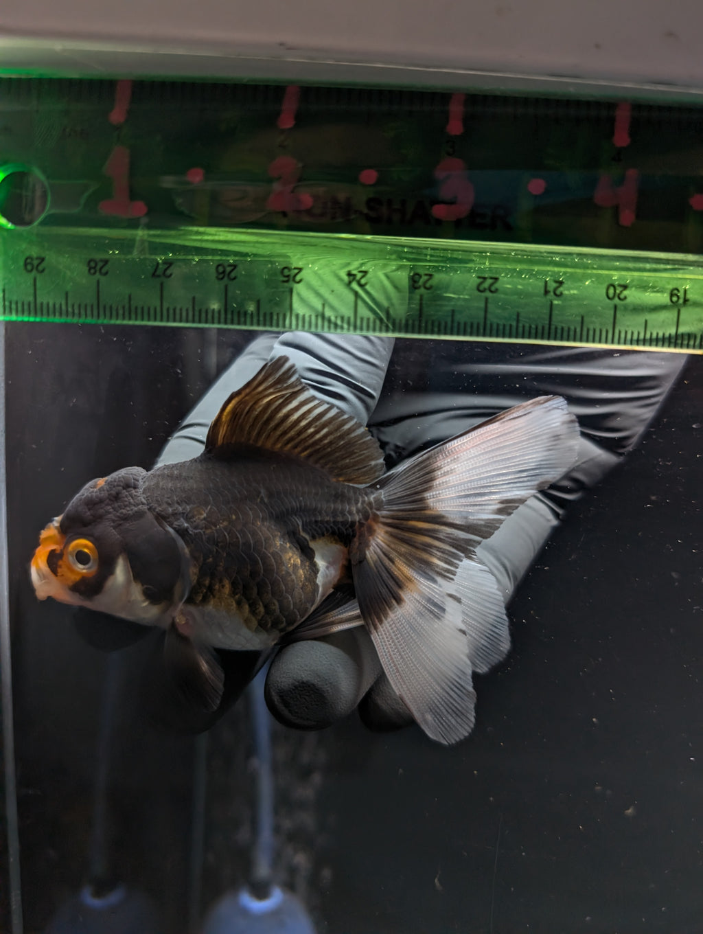 Thai Juvenile Oranda Tricolor 3"-3.5" in.  ID#626T1A-001