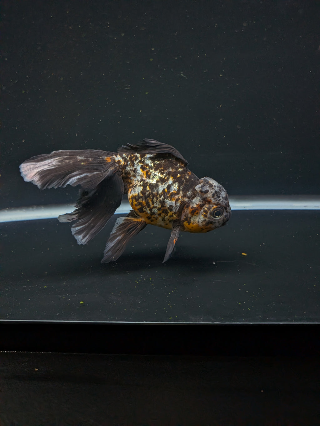 Calico Oranda 5.5"- 6"in. ID#821LB2A-64