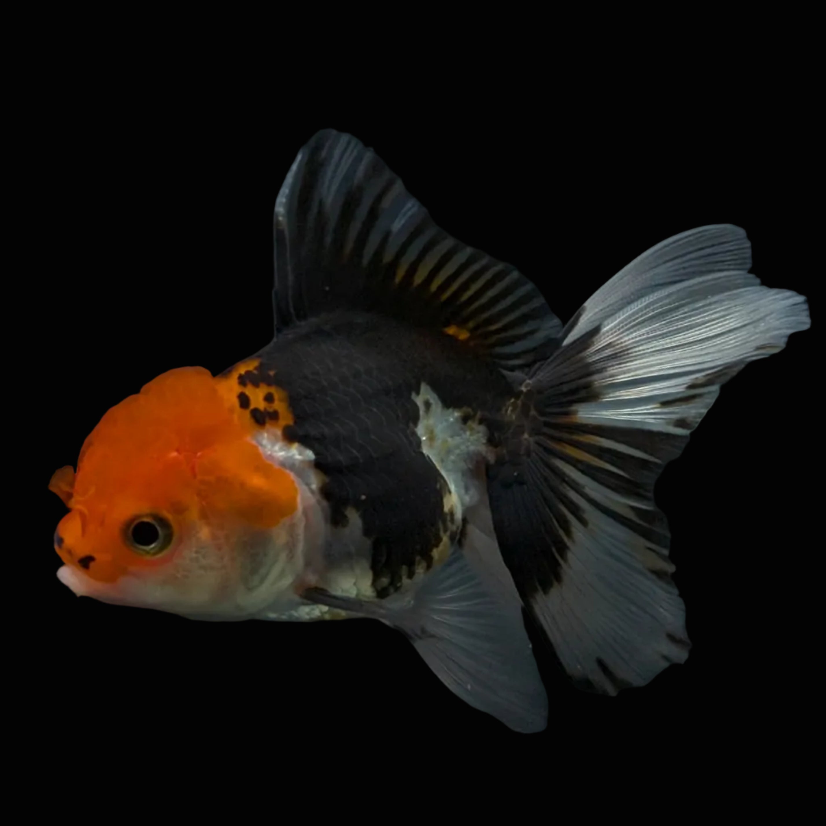 Thai Juvenile Oranda Tricolor 3.5"-4"in.  ID#731T1A-055