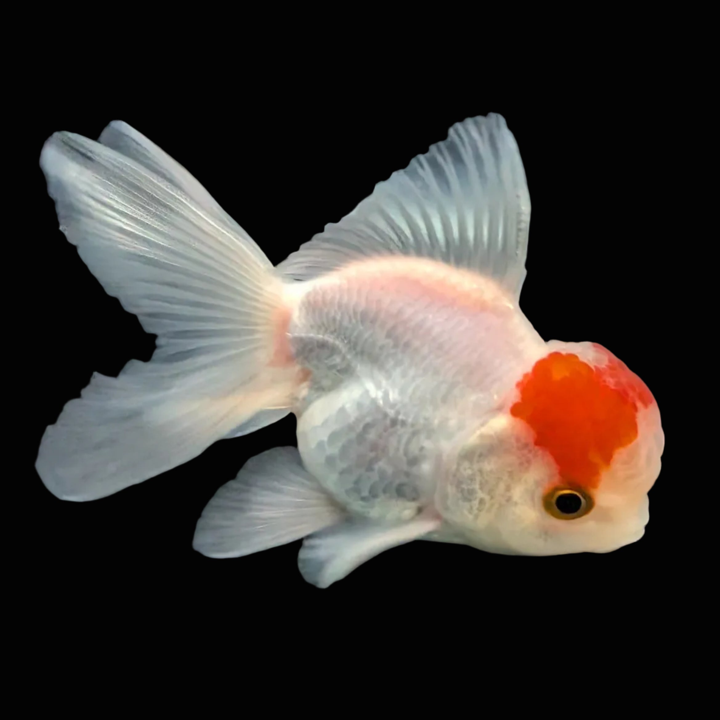 Juvenile Oranda Tricolor 3.5"-4" in.  ID#417T7A-009