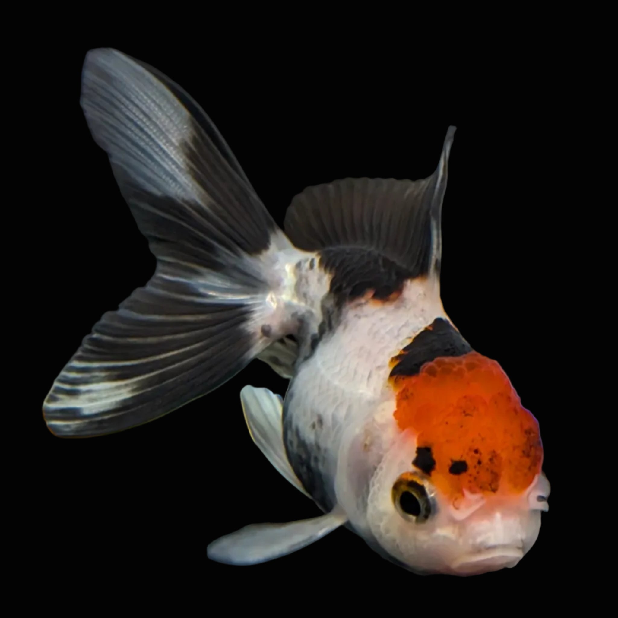 Thai Baby Oranda Tricolor 3"in.  ID#807T1A-002