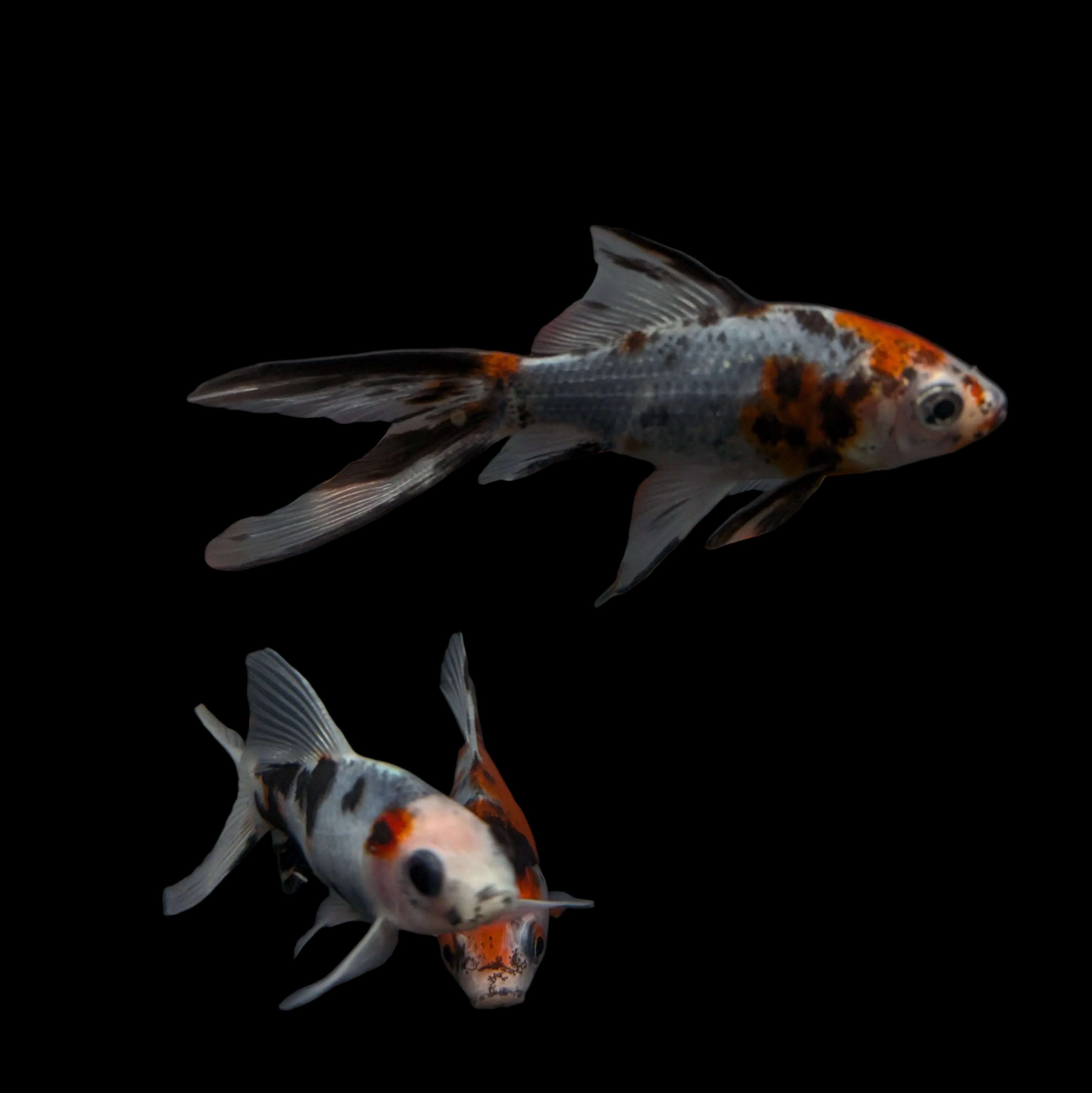 Single - Juvenile Long Tail Shubunkin Calico *Assorted 3.5"-4" in.