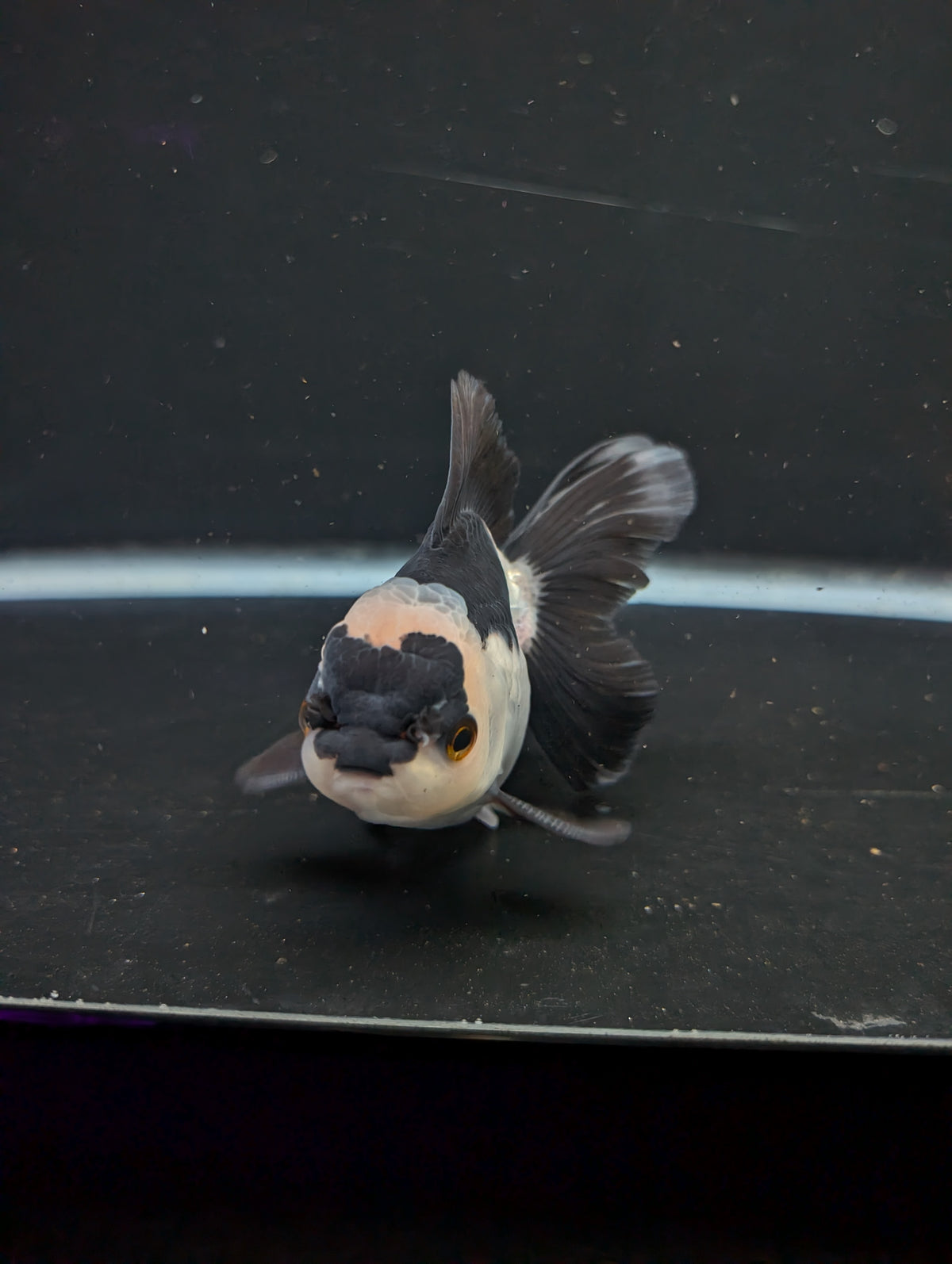 Thai Oranda Panda 4"-4.5"in.  ID#1016T1A-005