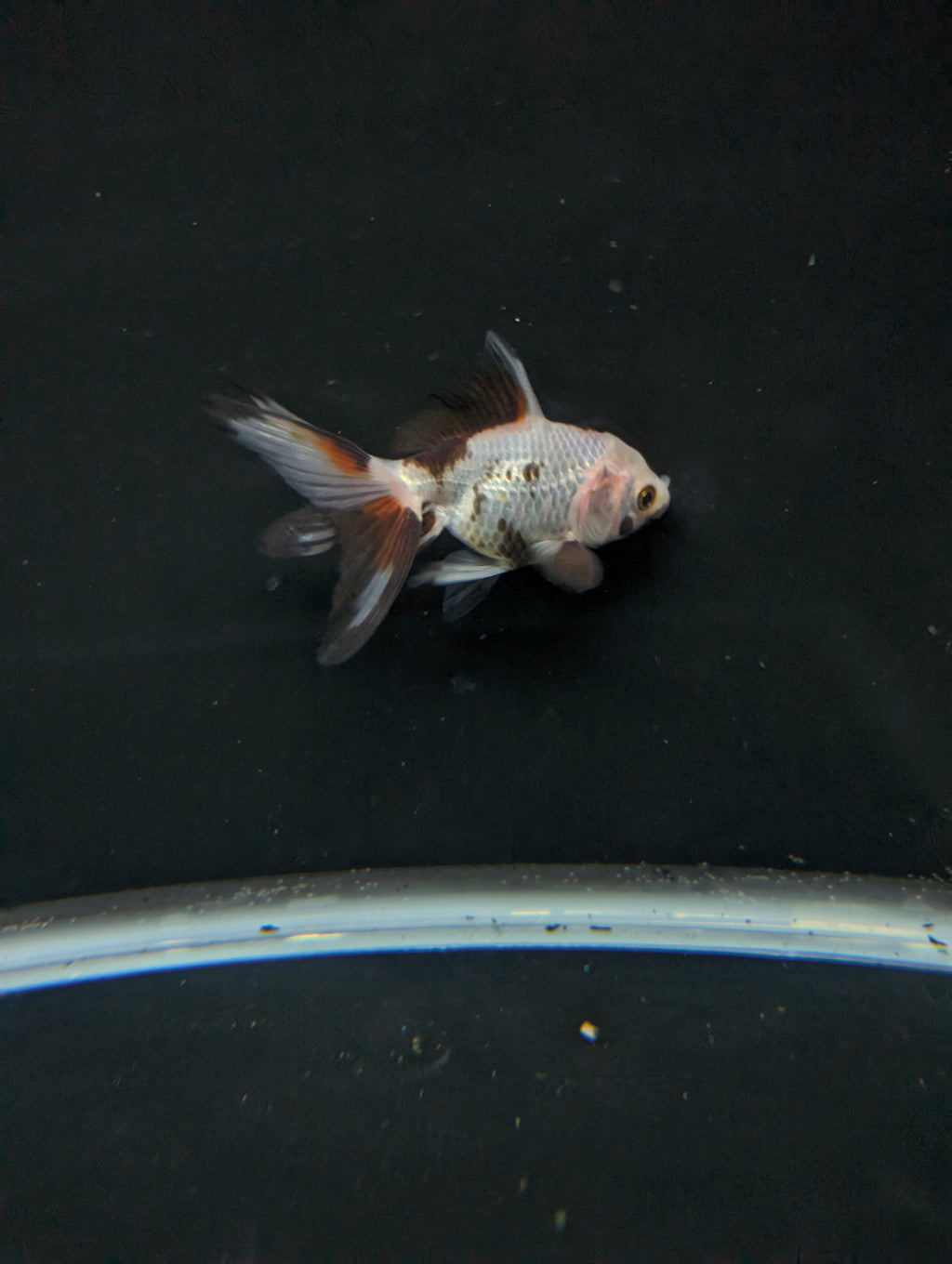 Juvenile Oranda  Tricolor 3"-3.5"in.  ID#619T1A-019