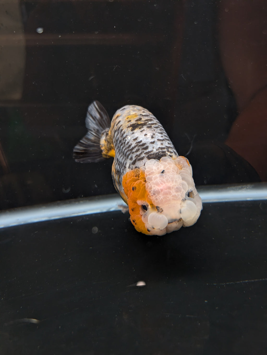 Jumbo Ranchu Kirin Calico 4.5"-5" in. ID#814R8A-023