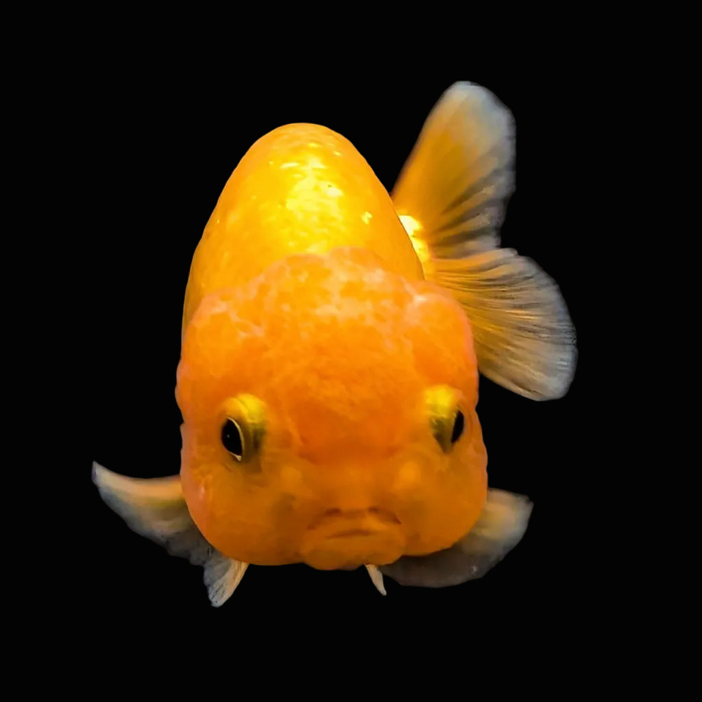 Ranchu Red White 3"-3.5" in. ID#424R13A-014