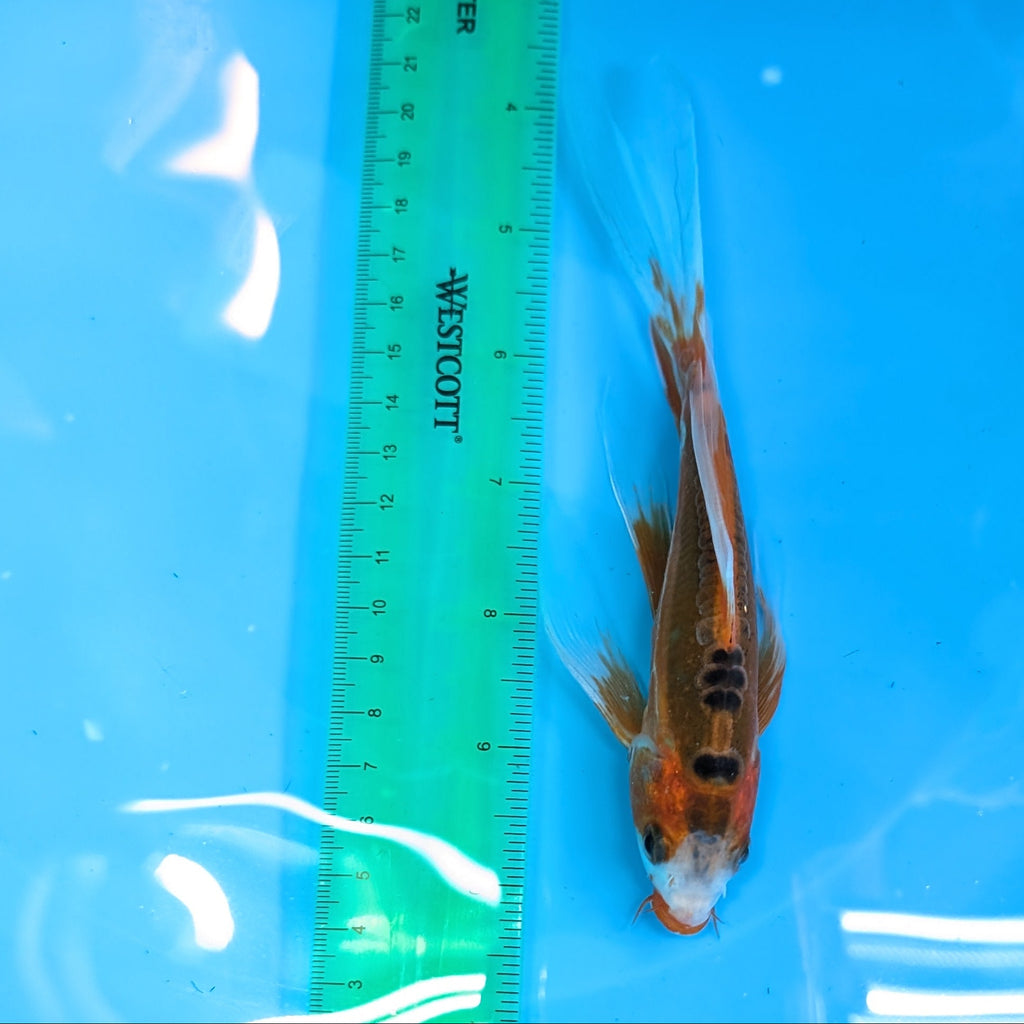 Shusui Butterfly Koi  6"-7" in. ID#727BFK-001