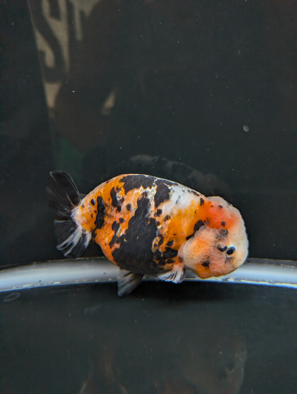 Jumbo Ranchu Milk Cow Calico 4.5"-5" in. ID#814R8A-021