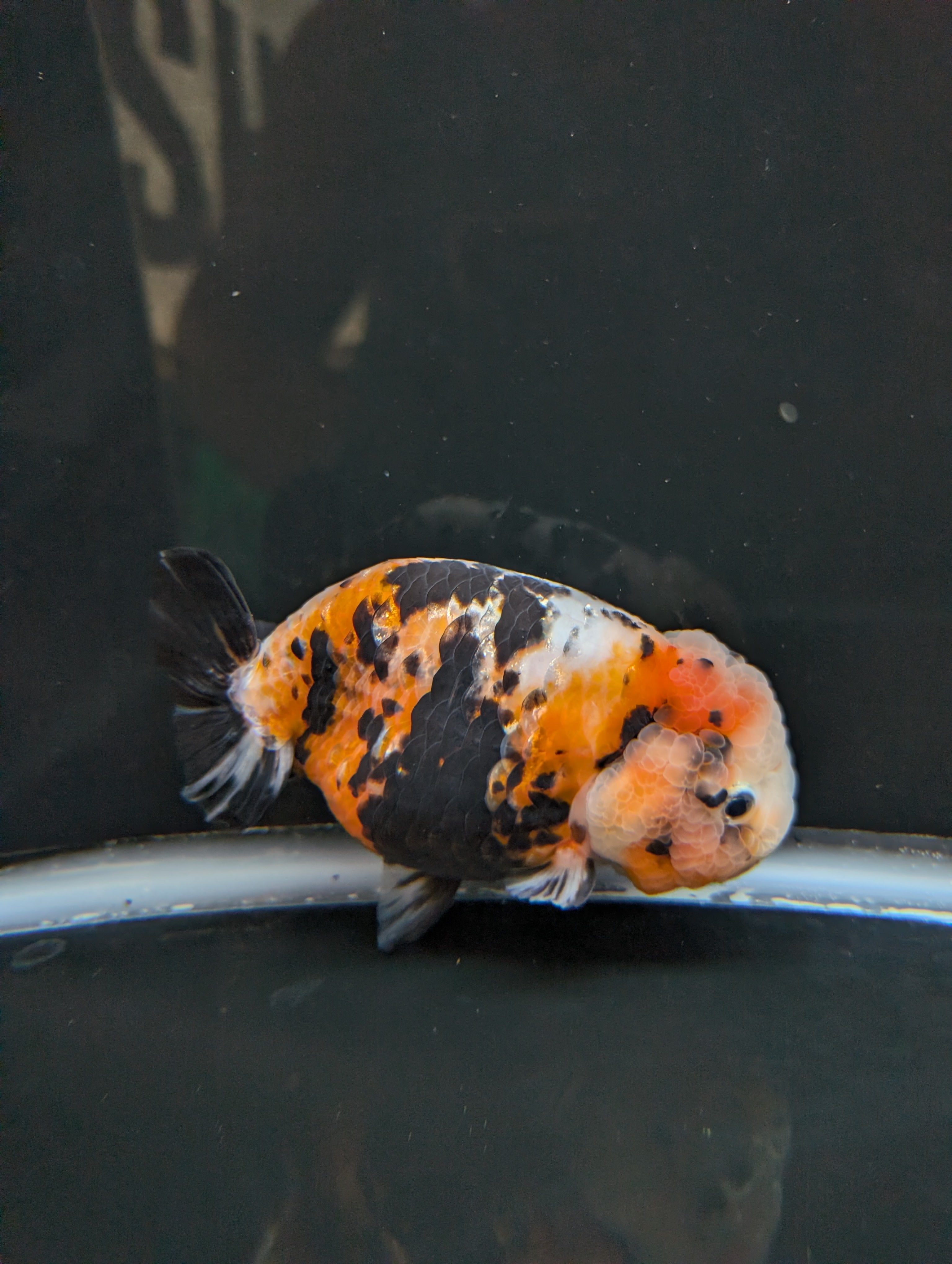 Jumbo Ranchu Milk Cow Calico 4.5"-5" in. ID#814R8A-021