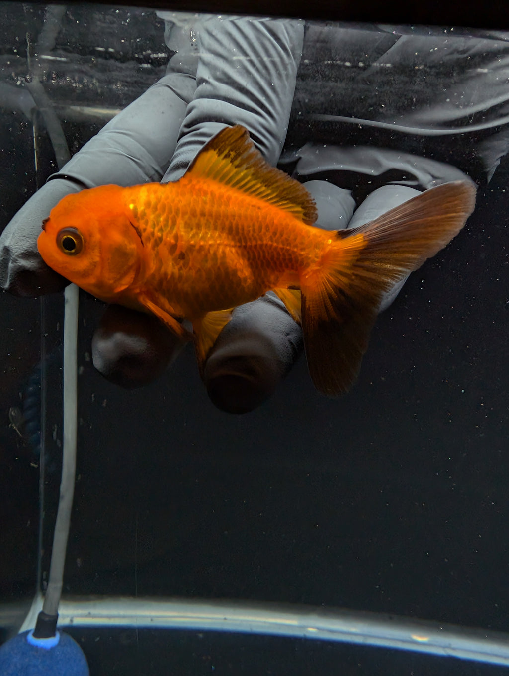 Juvenile Oranda Red Black 3"-3.5"in.  ID#529T1A-052