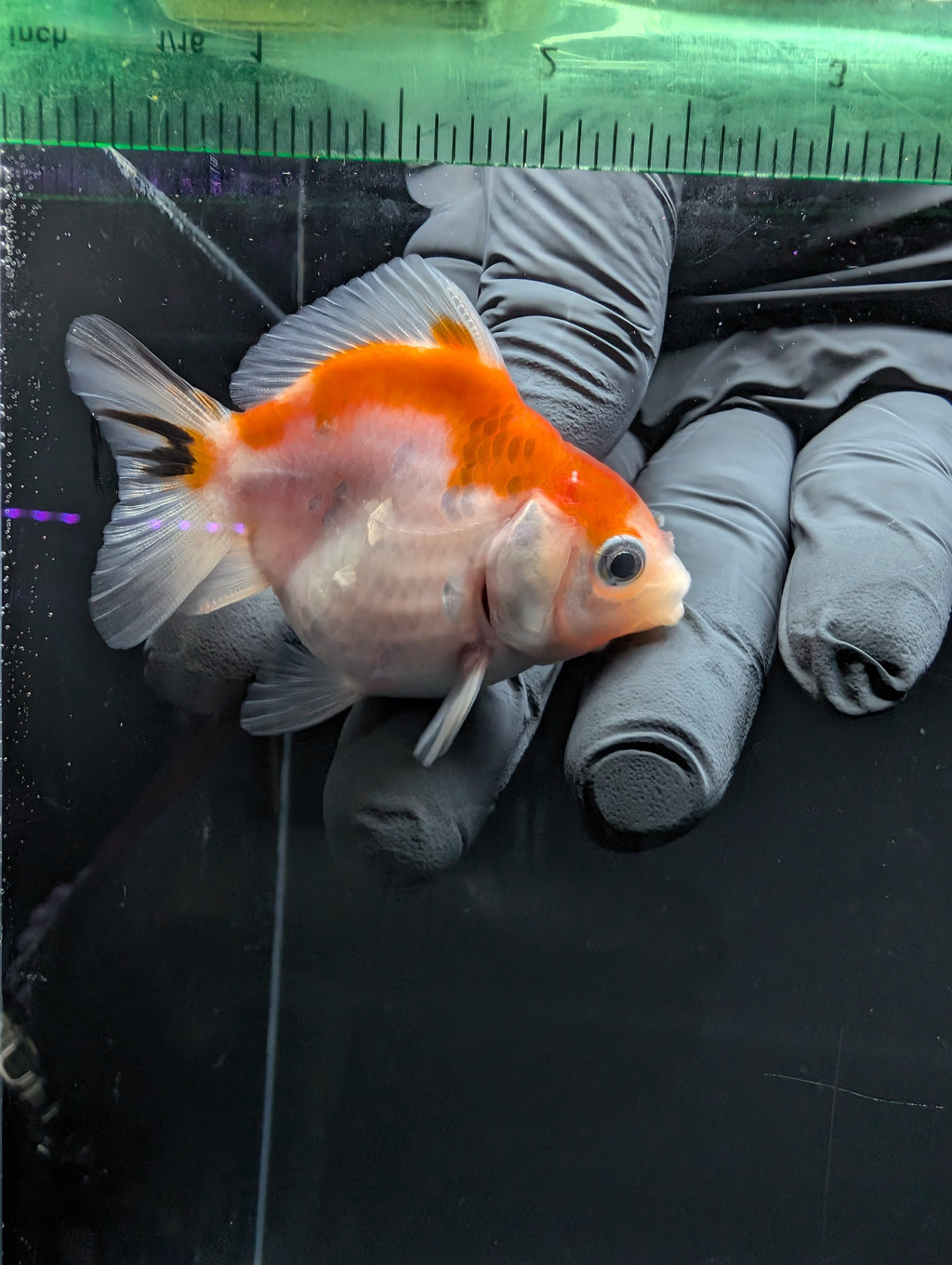 Baby Thai Shogun Oranda Tricolor 2"-2.5" in. ID#1016BSG11A-010