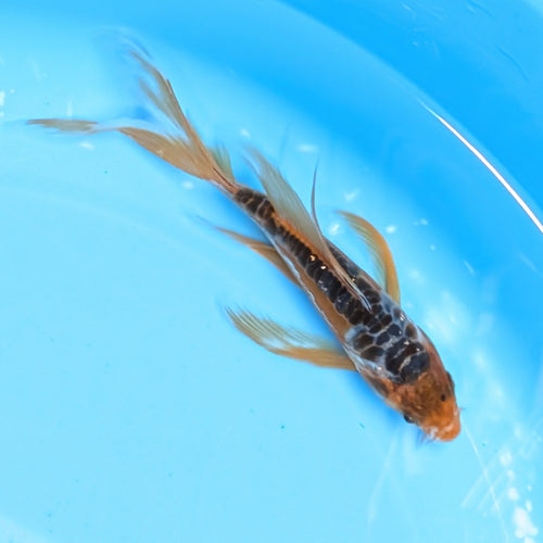 Aragoke Ochiba Butterfly Koi  5"-6" in. ID#727BFK-008