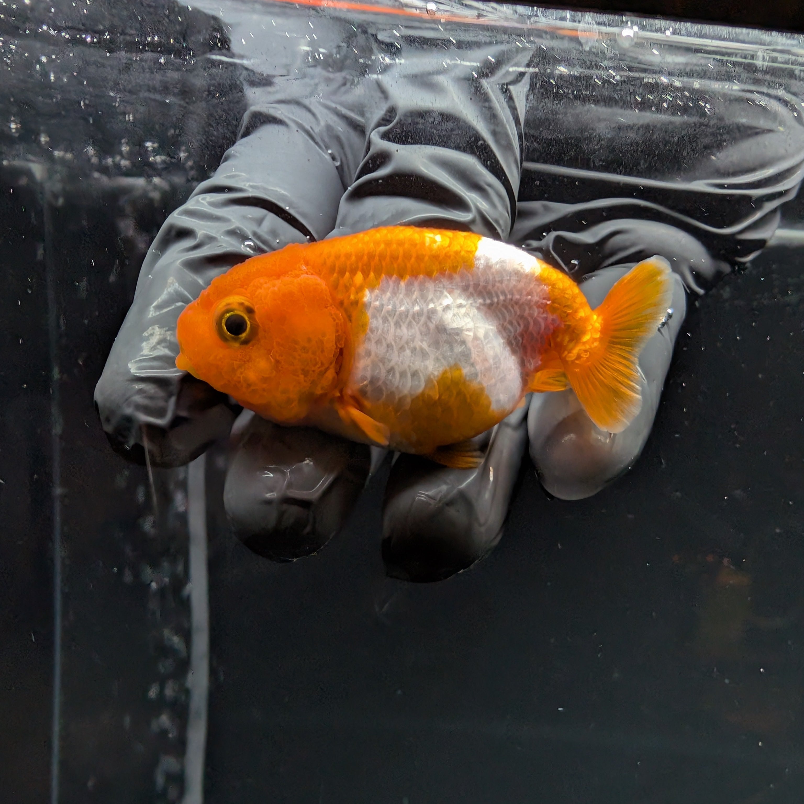 Baby Ranchu Red White 2.5"-3" in. ID#515R4A-008