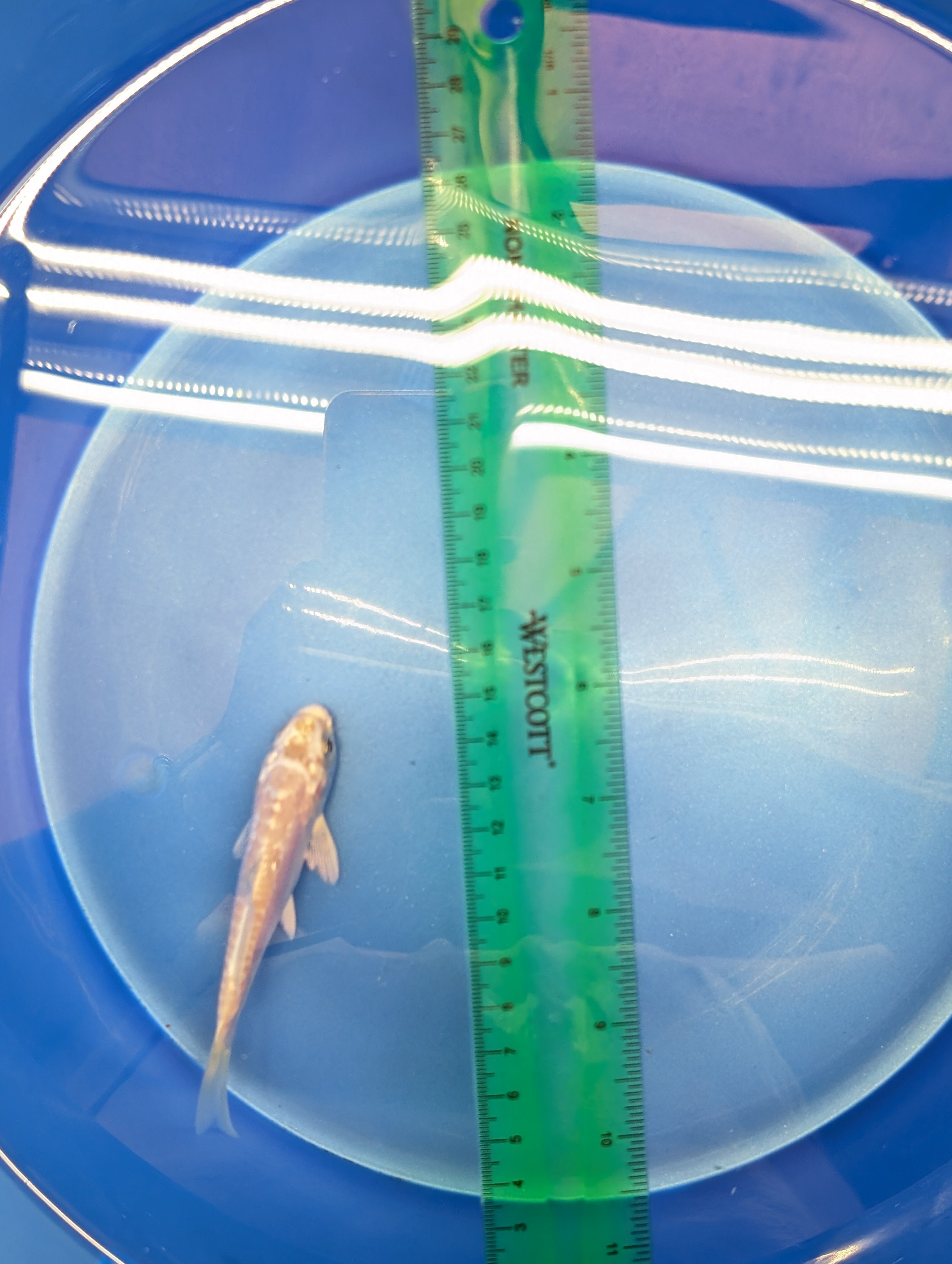 Doitsu Platinum Ogon Koi  4"in. ID#806BFK-018